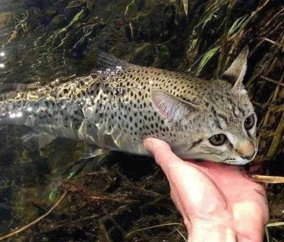 美国catfish
