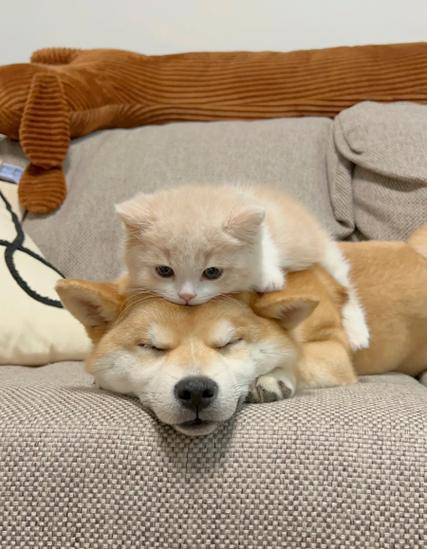 猫狗影视神器