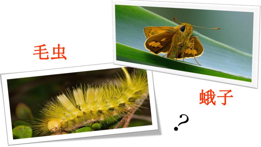 毛毛虫和蛾子成语