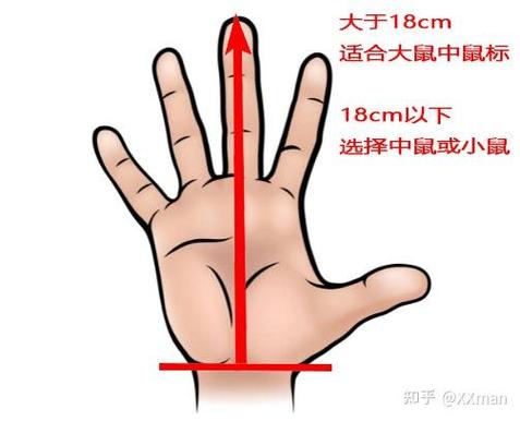 鼠标小手中手大手尺寸