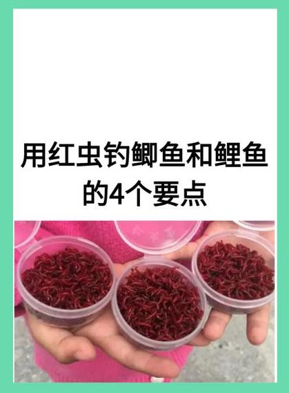 红虫假饵钓鱼技巧