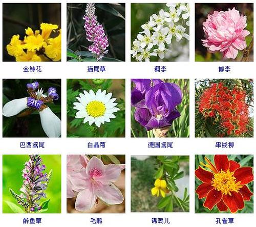 开花的花有哪些