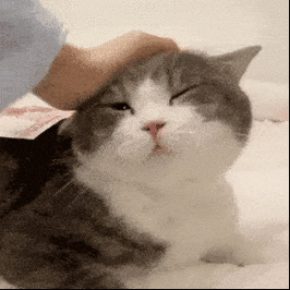 露娜邪恶猫猫头表情包动态