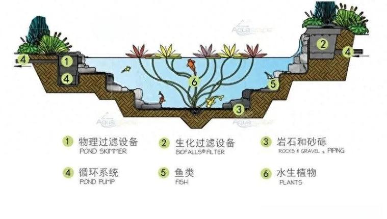 怎么建立迷你生态池塘