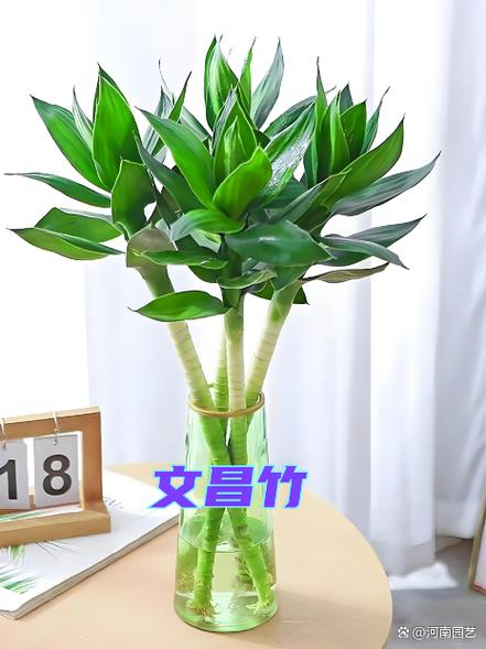 竹子风水中代表什么