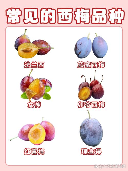 西梅还叫什么名字