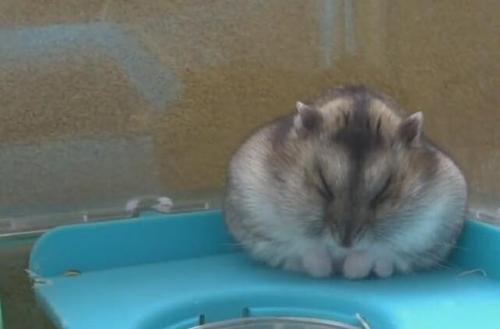 仓鼠冻死了还能活吗