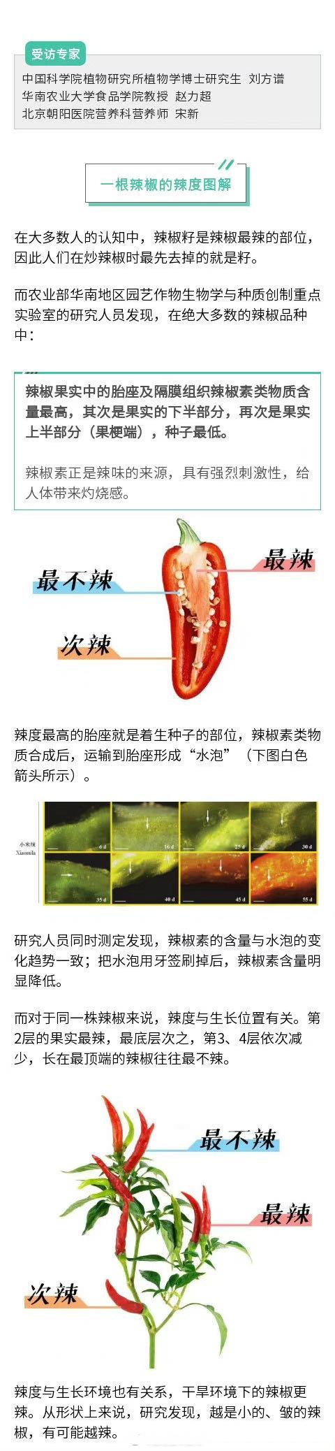 辣椒为什么辣