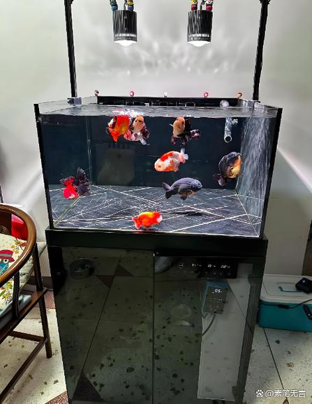 家里鱼缸的鱼跳出来预示着什么