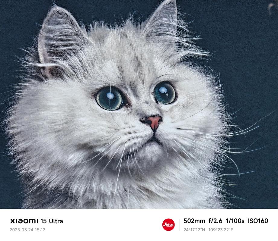 春天猫riyt图片