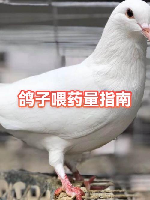 怎么给小鸟喂药