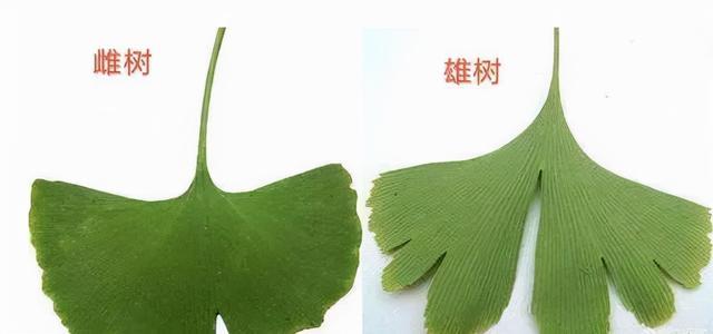 银杏树分雌雄