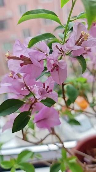 粉色五角星的花叫什么花