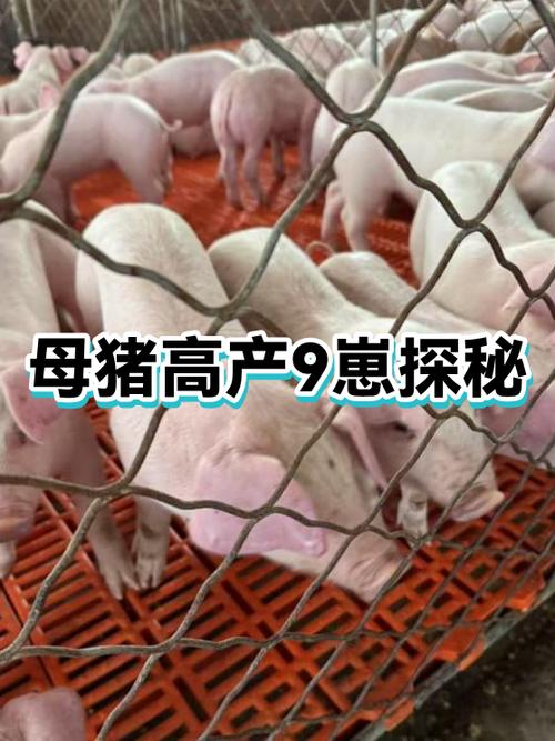 母猪纯养殖计划9