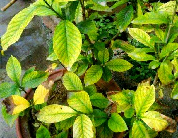 栀子花黄化病的治疗方法