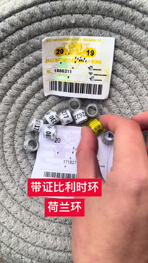 2025鸽子脚环对照表