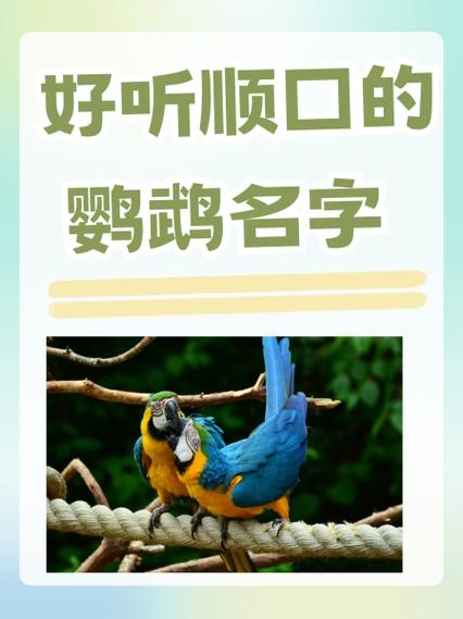 女人养鹦鹉招财属相