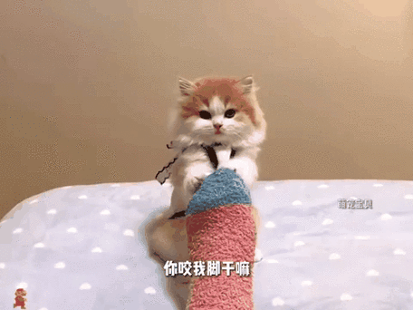 我是你可爱的小猫29部视频