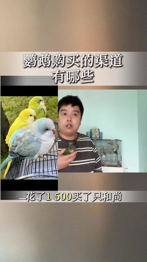 哪里买鹦鹉