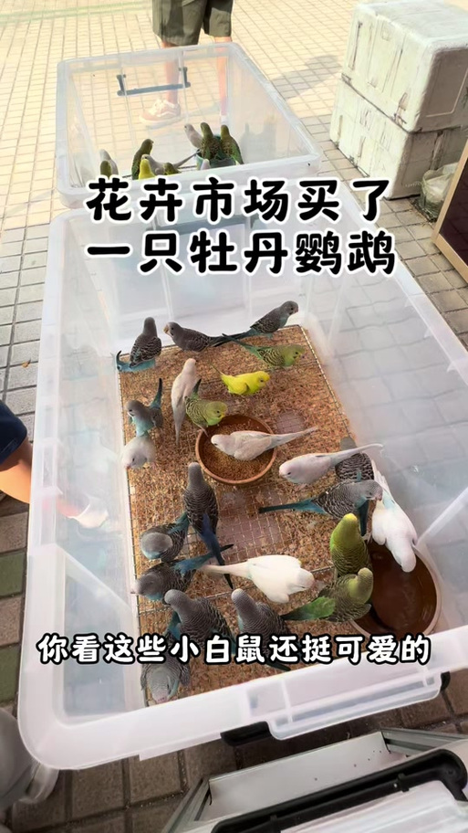 哪里买鹦鹉截图2