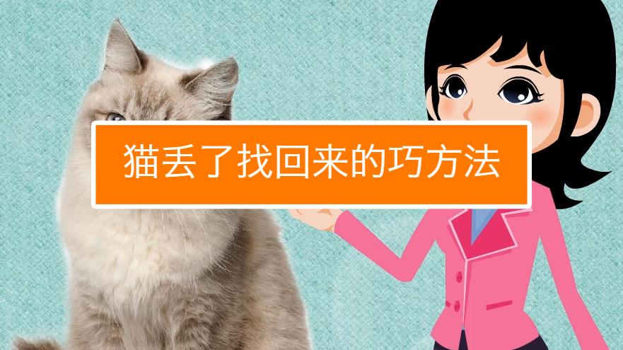 猫出去了怎么找回来