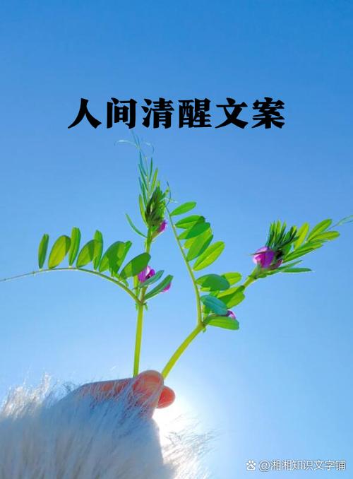 早上发朋友圈的文案截图2