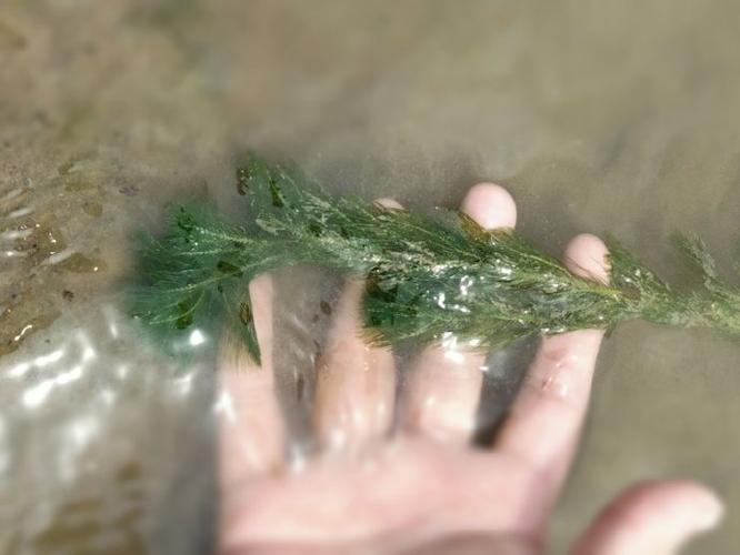 狐尾藻是沉水植物还是浮水植物