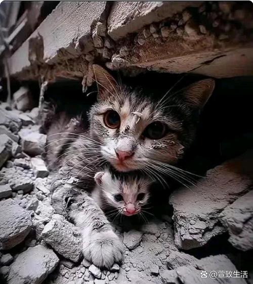 猫咪四肢无力站不起来