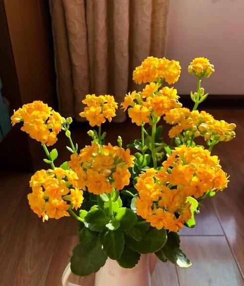 小花盆适合养什么花