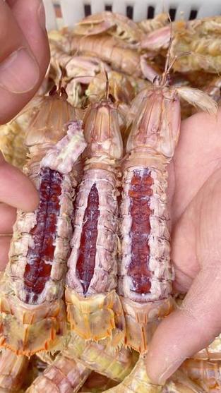 皮皮虾最新版本