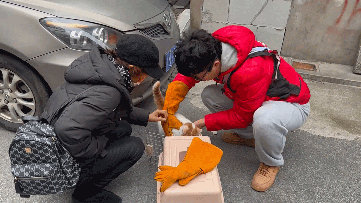 抓流浪猫找什么部门