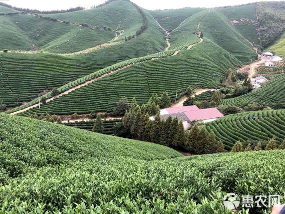 茶园转让出租信息