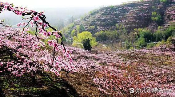 意外的桃花源免费