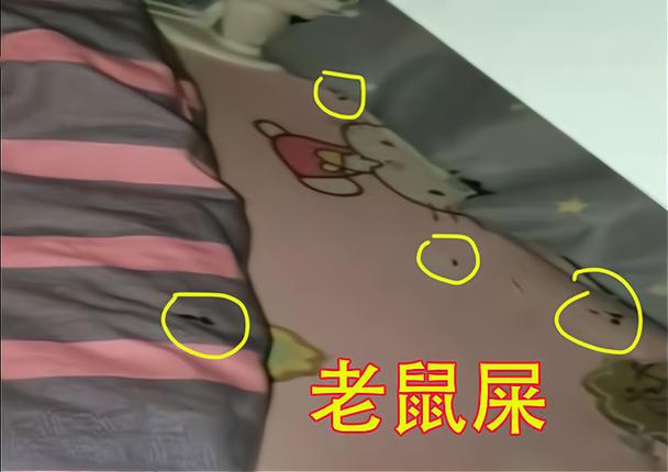 晚上老鼠爬到床上什么预兆截图2