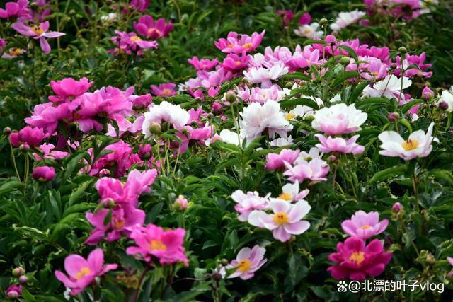 爽郎芍药