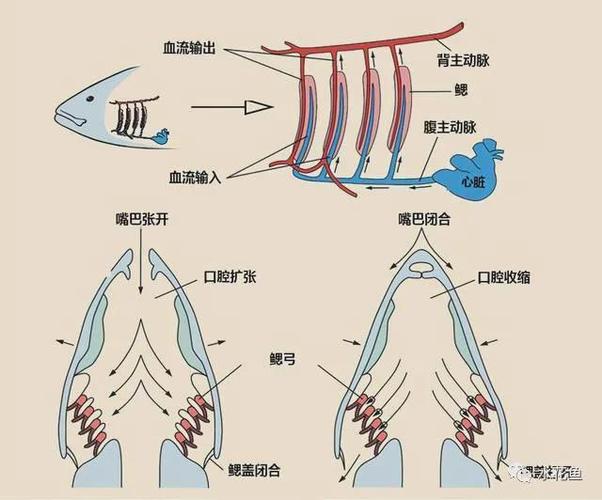 角燕腮是什么鱼的鱼鳃