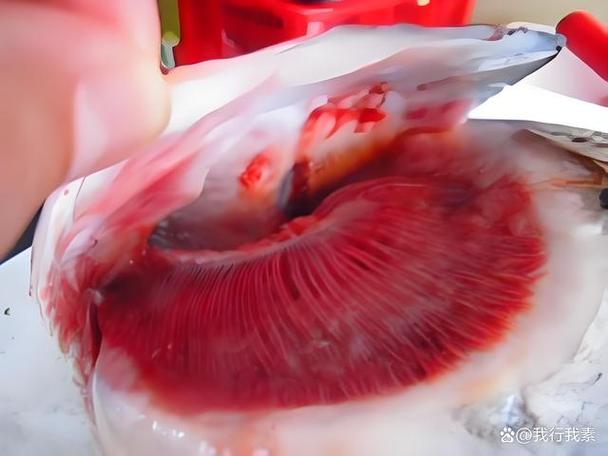 角燕腮是什么鱼的鱼鳃截图2