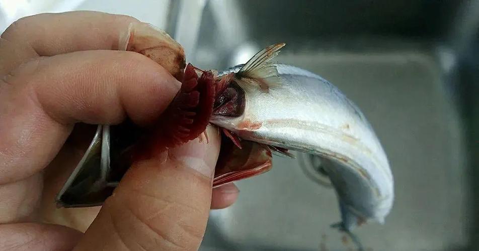 角燕腮是什么鱼的鱼鳃截图3