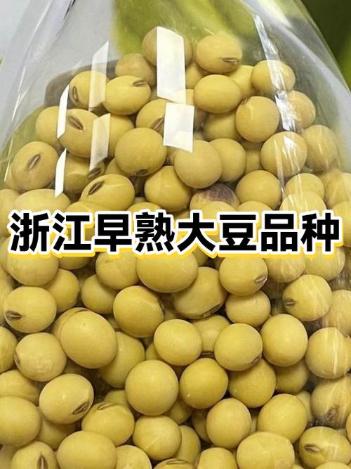 豆粒养猪靠谱吗 豆粒养猪靠谱吗