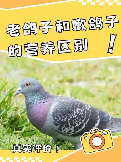 家里来鸽子是报喜的吗