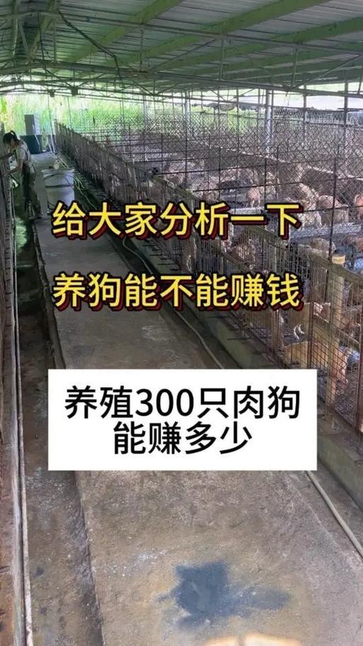 养狗能赚钱吗