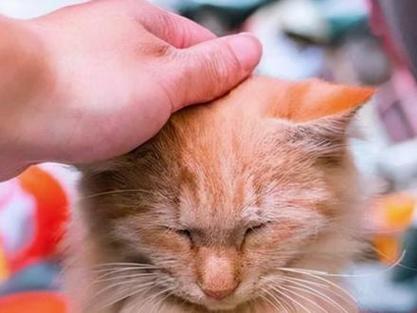 猫咪的头打太重了会不会有事
