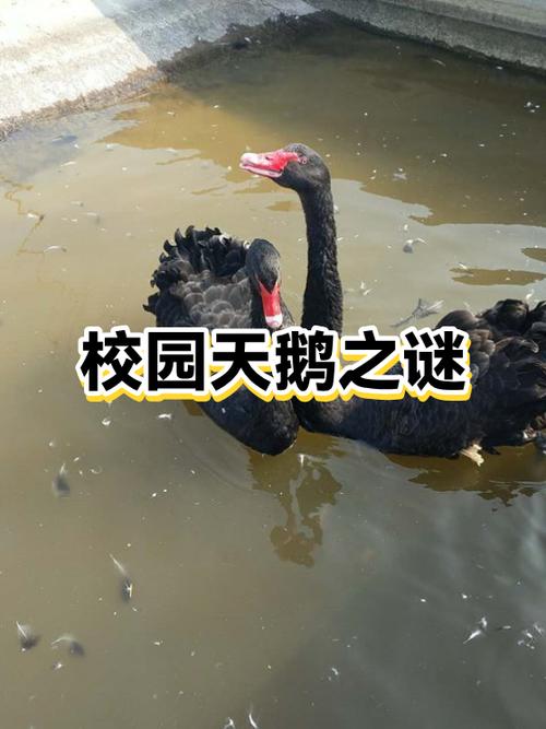 关于天鹅的传说故事