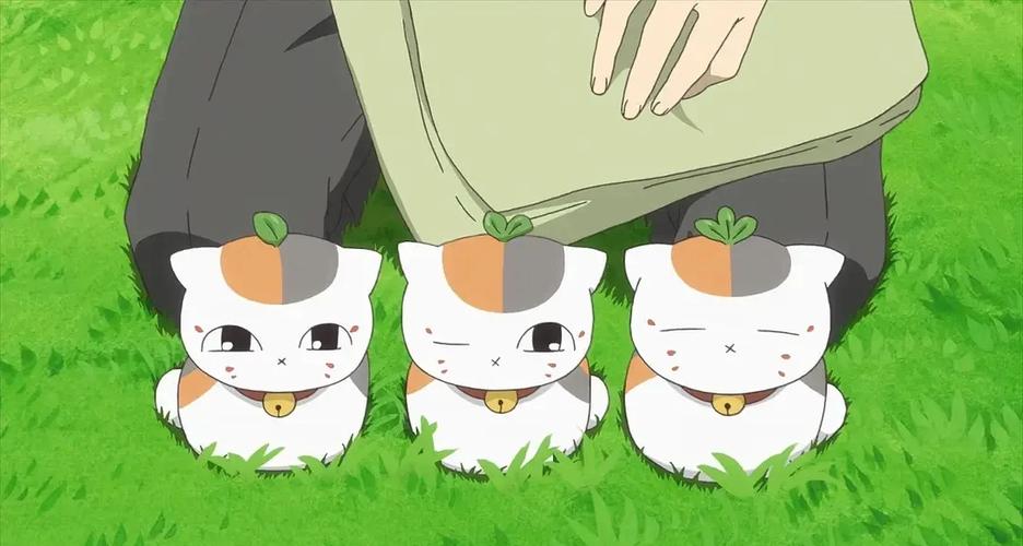 猫咪老师的图片