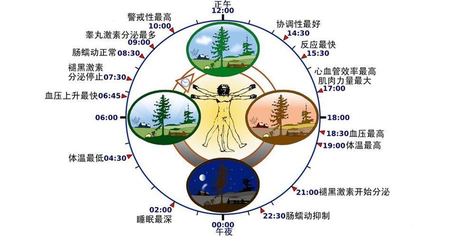 生物钟紊乱怎么调整
