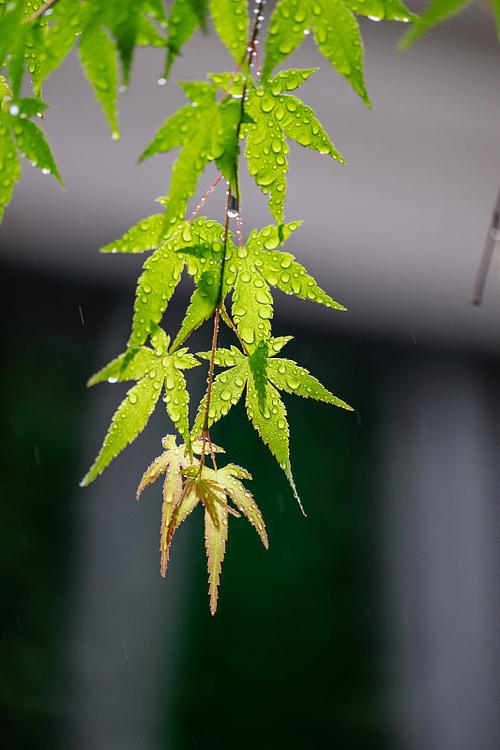枫叶带雨的图片