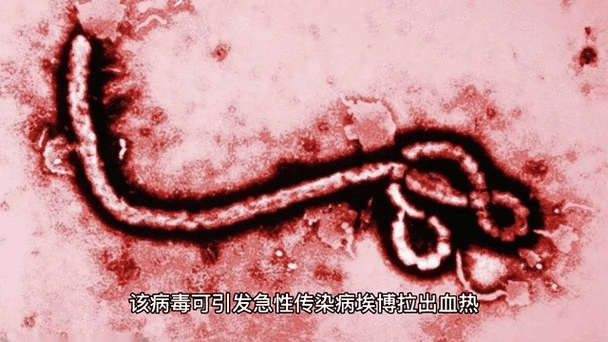 最严重的病毒十大排名