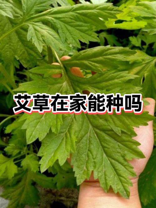 十年艾草还能用吗图标