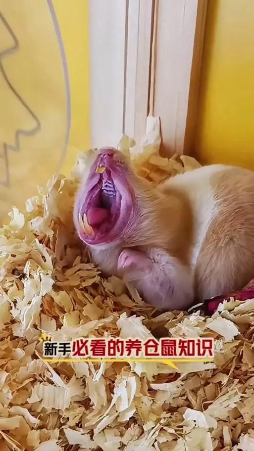 怎么能让仓鼠多活几年