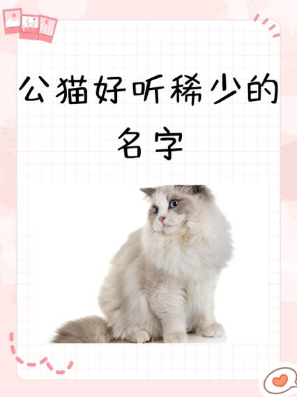 猫取名字洋气的